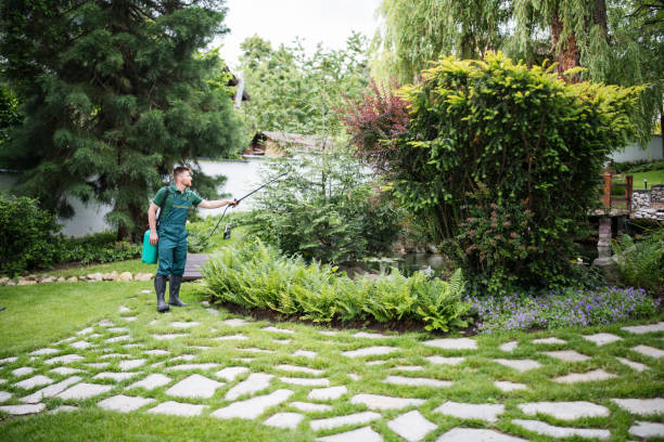 Best Ant Control Services  in Osseo, MN