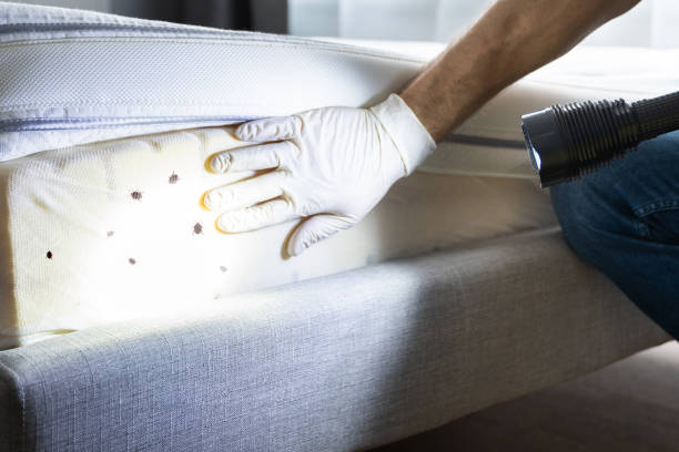Best Rat Extermination Near Me  in Osseo, MN